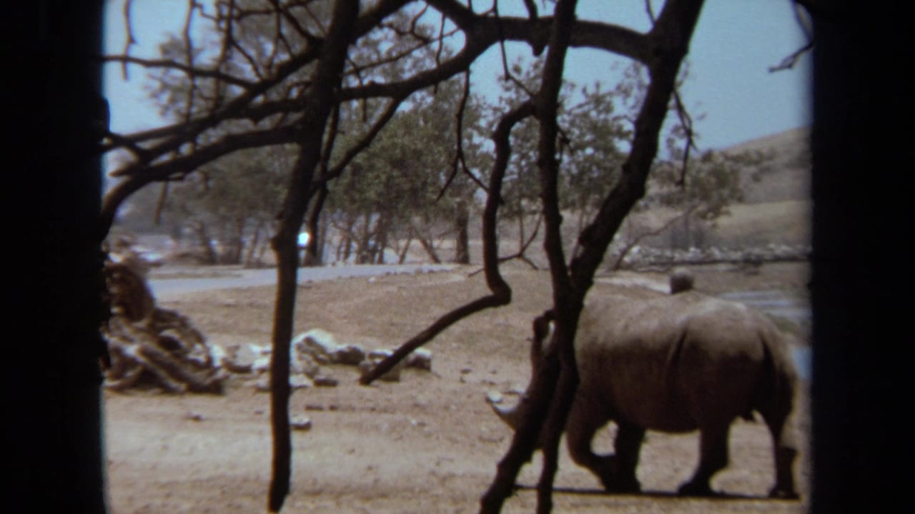 A rhinoceros crosses a dusty enclosure in 1971 Laguna Hills footage, partly obscured by dark vehicle-window framing and trees.