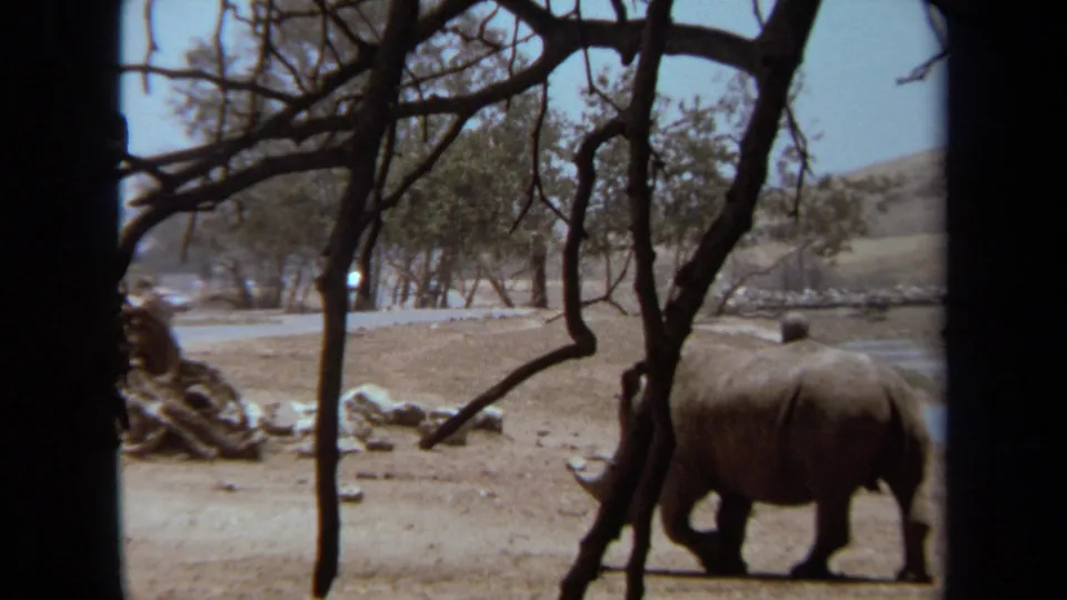 A rhinoceros crosses a dusty enclosure in 1971 Laguna Hills footage, partly obscured by dark vehicle-window framing and trees.