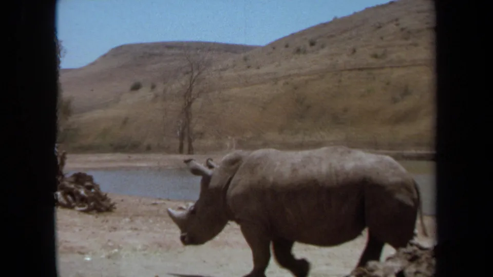 A rhinoceros moves beside a small pond in the Laguna Hills enclosure, with dry hills and sparse trees behind it.