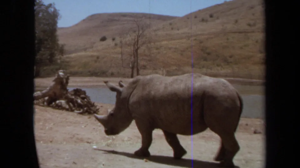 The rhino continues left across the dusty safari enclosure, framed by a pond, bare tree, dry hillside, and film-edge artifacts.