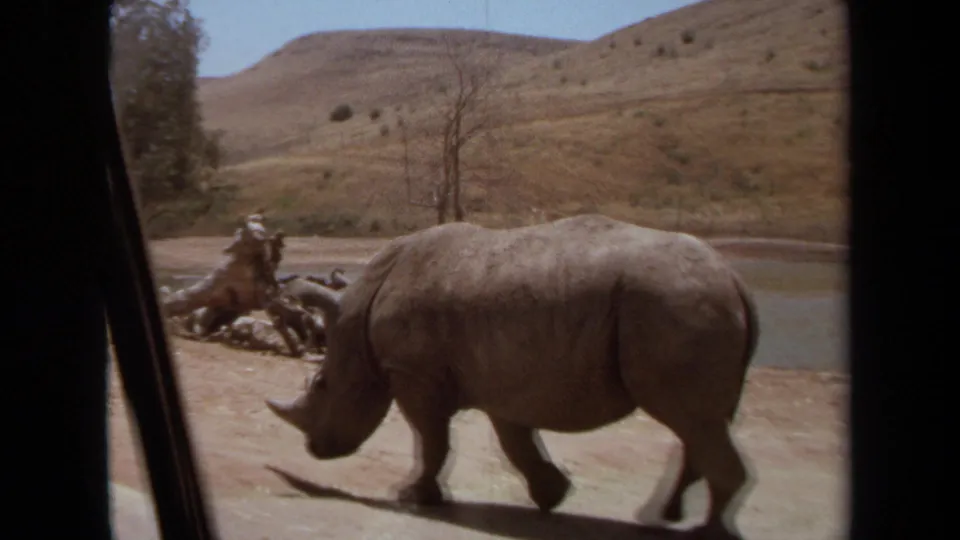 A rhinoceros moves through the 1971 Laguna Hills enclosure near a pond and logs, partially framed by a dark vehicle-window pillar.