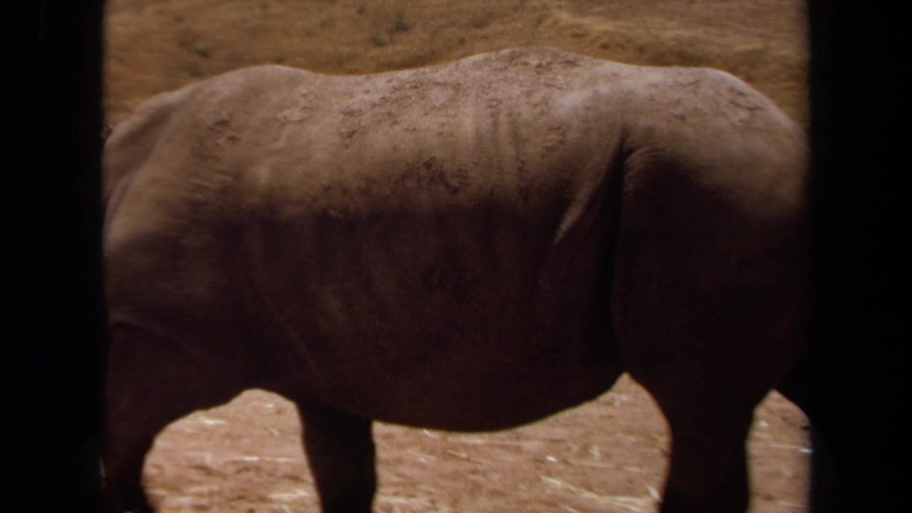 1971 Laguna Hills safari footage showing a rhinoceros beside a vehicle, partly framed by dark interior window posts.