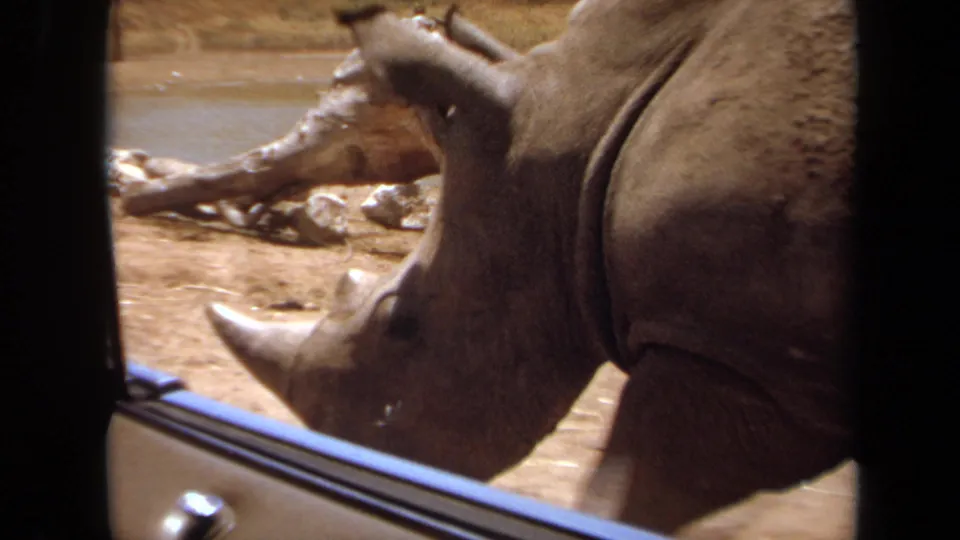 Close view of a rhinoceros beside the car in the 1971 Laguna Hills safari footage, with horn and vehicle door trim visible.