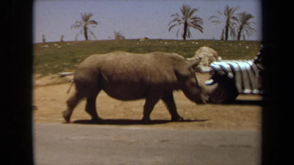 A rhinoceros walks along the road near a striped safari vehicle in 1971 Laguna Hills, with palm trees on the hill behind.