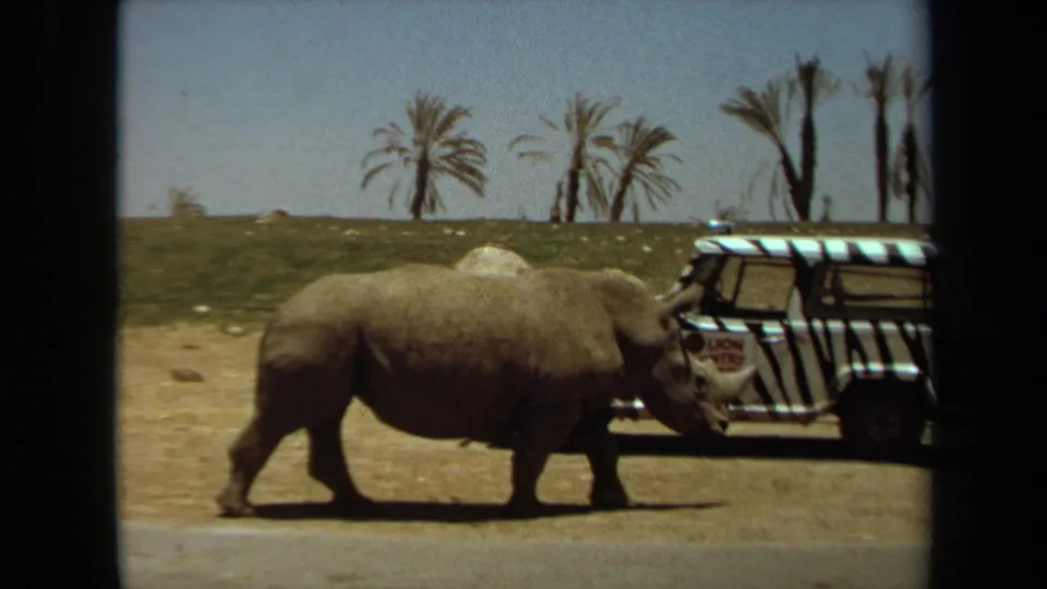 The rhinoceros continues past a striped safari vehicle in Laguna Hills, framed by dry ground, road surface, and palm trees.