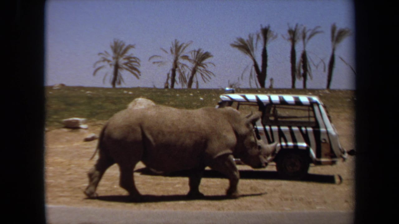 A rhinoceros walks past a white safari-style vehicle in 1971 Laguna Hills, California, with palm trees on the horizon.