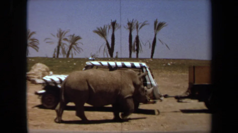 The rhinoceros continues past the safari vehicle and toward a wooden trailer in the Laguna Hills wildlife park scene.