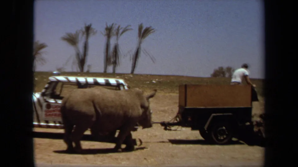 A rhinoceros passes close to a wooden trailer carrying an adult visitor in a white shirt, with the safari vehicle partly visible.