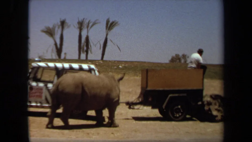 The rhinoceros moves past the trailer as an adult visitor remains seated, with palms and dry park terrain in the background.