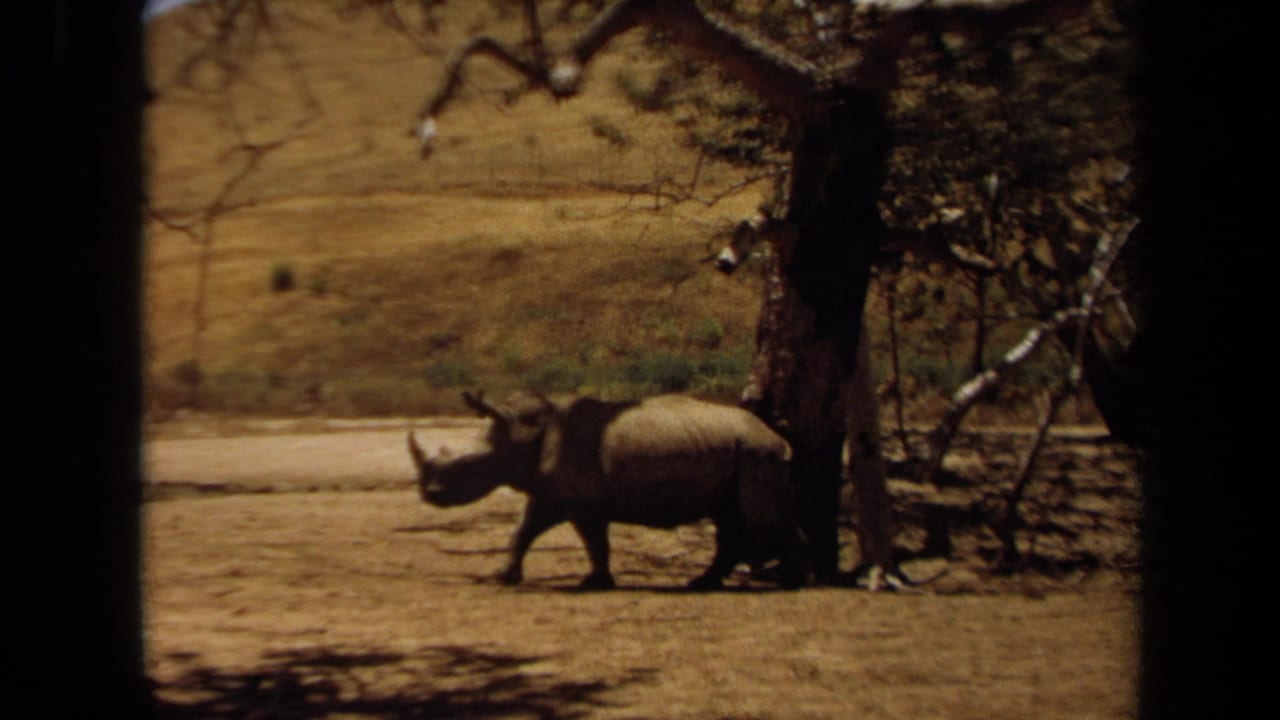 1971 Laguna Hills zoo footage shows a rhinoceros moving left across dry ground beside a large tree and shaded barrier.
