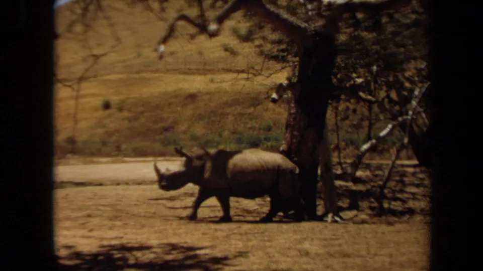 1971 Laguna Hills zoo footage shows a rhinoceros moving left across dry ground beside a large tree and shaded barrier.