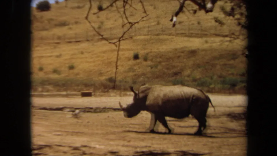 A rhinoceros crosses a dry, sunlit zoo enclosure in the 1971 Laguna Hills home-movie footage.