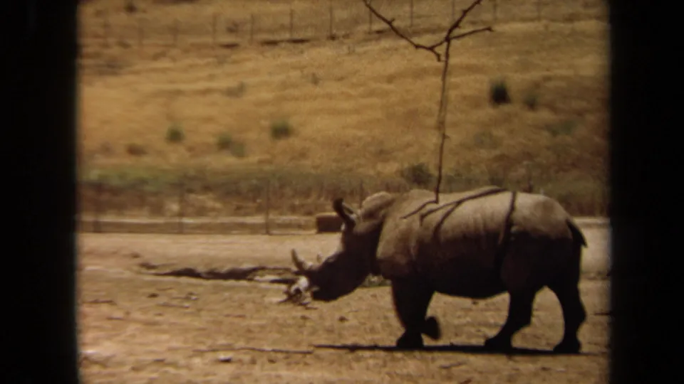 The rhinoceros appears in profile against a dry Laguna Hills zoo enclosure, with sparse trees and a low barrier behind it.