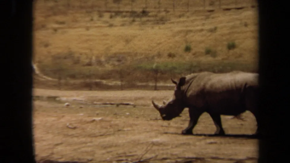 Near the end of the 1971 clip, the rhinoceros continues walking toward the right edge of the dry zoo enclosure.