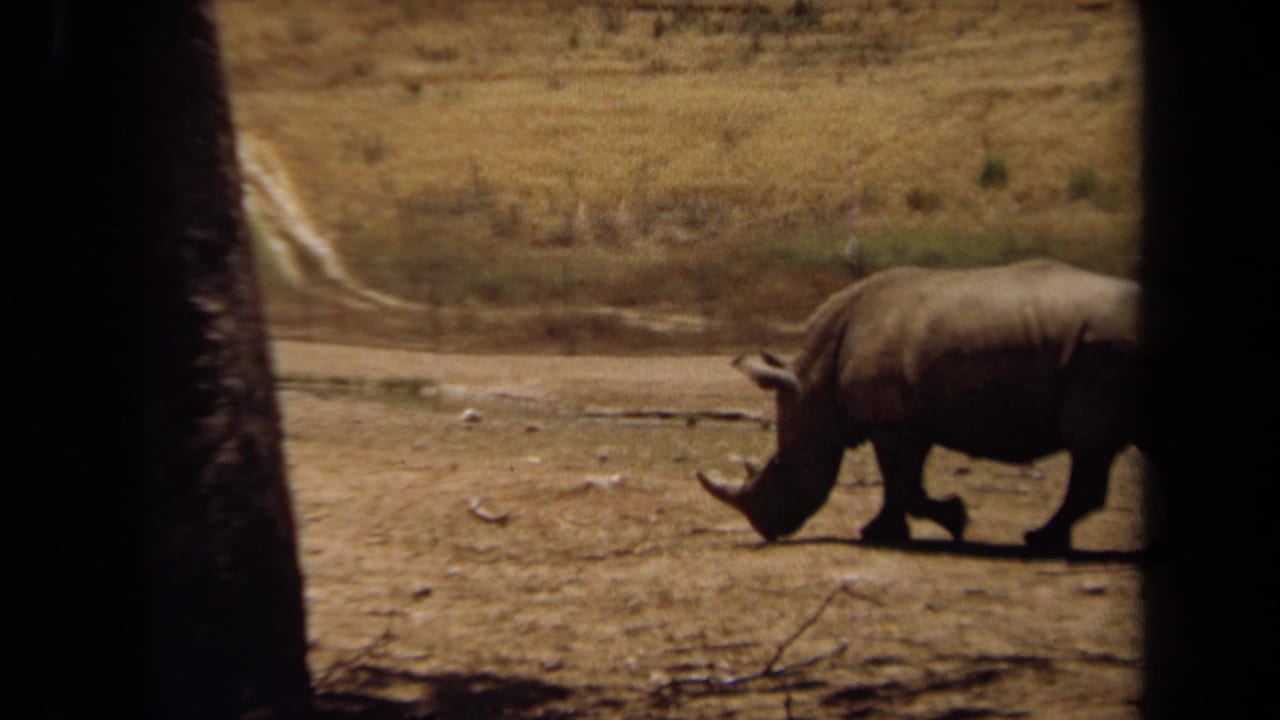 Rhinoceros walking across a dusty enclosure behind dark vertical foreground borders.