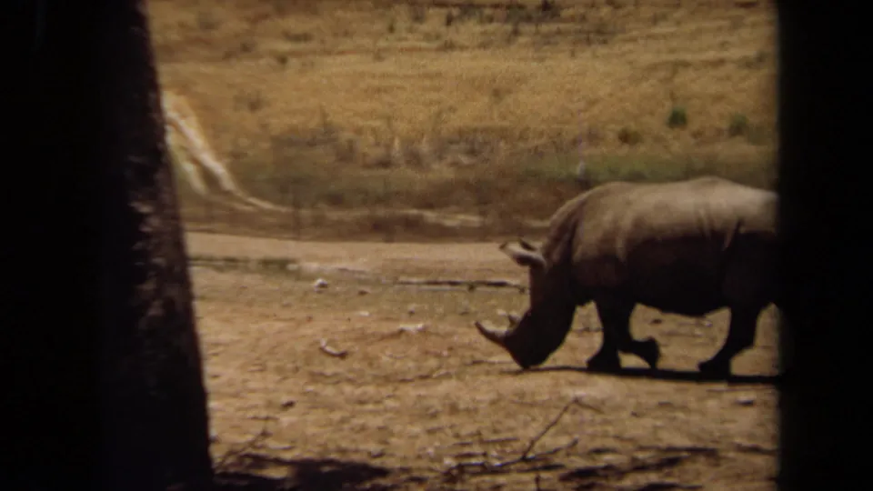 1971 8mm frame from Laguna Hills showing a rhinoceros moving through a dry enclosure under bright sun.