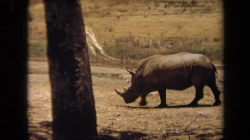 A rhinoceros walks in profile through a dry Laguna Hills enclosure in faded 1971 8mm footage.