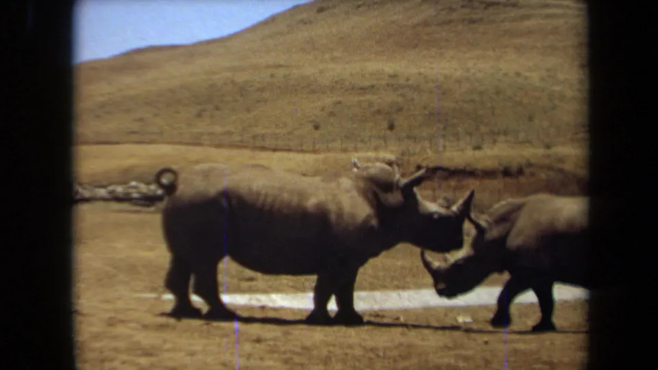 Two rhinoceroses appear close together in a dry enclosure, filmed from a visitor viewpoint in 1971 Laguna Hills footage.