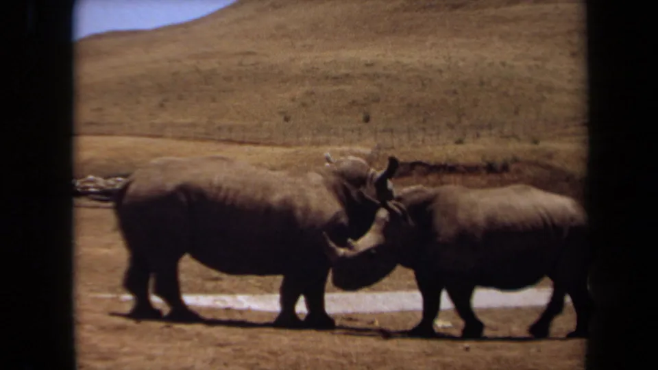 Two rhinoceroses stand side by side in a dry Laguna Hills enclosure, captured on warm, grainy 8mm film.