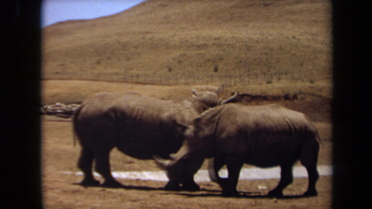 Two rhinos walk side by side in a dry open setting in 1971 Laguna Hills, California, as seen in warm 8mm home-movie footage.