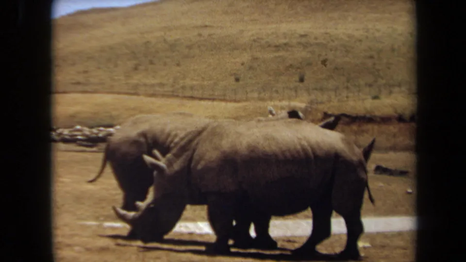 In the 1971 Laguna Hills 8mm footage, one rhino lowers its head while another stands nearby in a dry open enclosure.