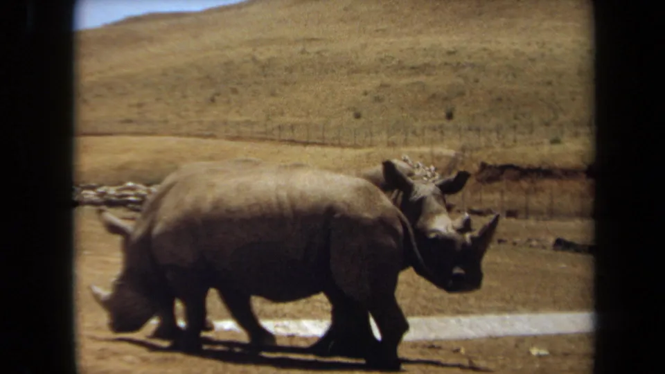 A rhino crosses the dry enclosure while the second animal is partly obscured, captured in soft 1971 8mm footage from Laguna Hills.