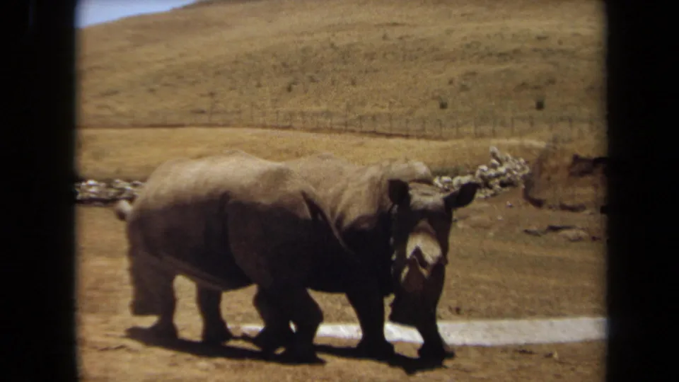 Two rhinos stand close together in a dry Laguna Hills setting, framed by rounded 8mm edges and a sunlit hillside.