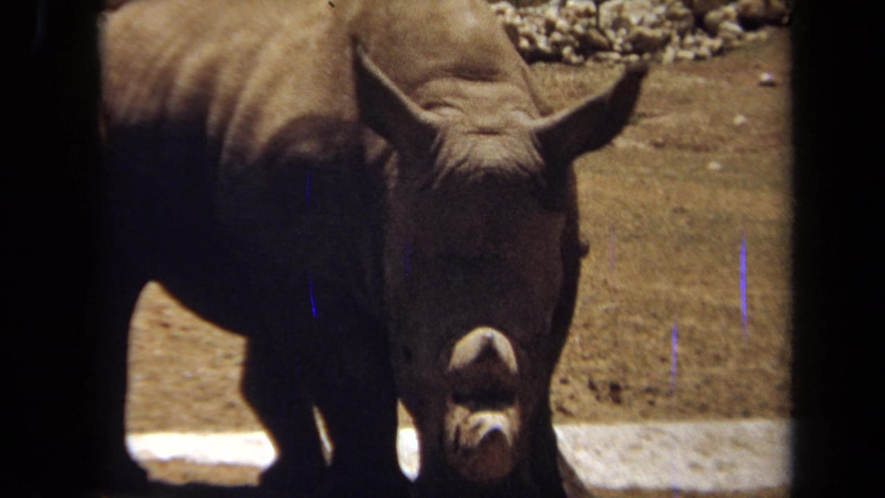 1971 8mm frame from Laguna Hills showing a rhinoceros facing the camera near shallow water and dusty ground.