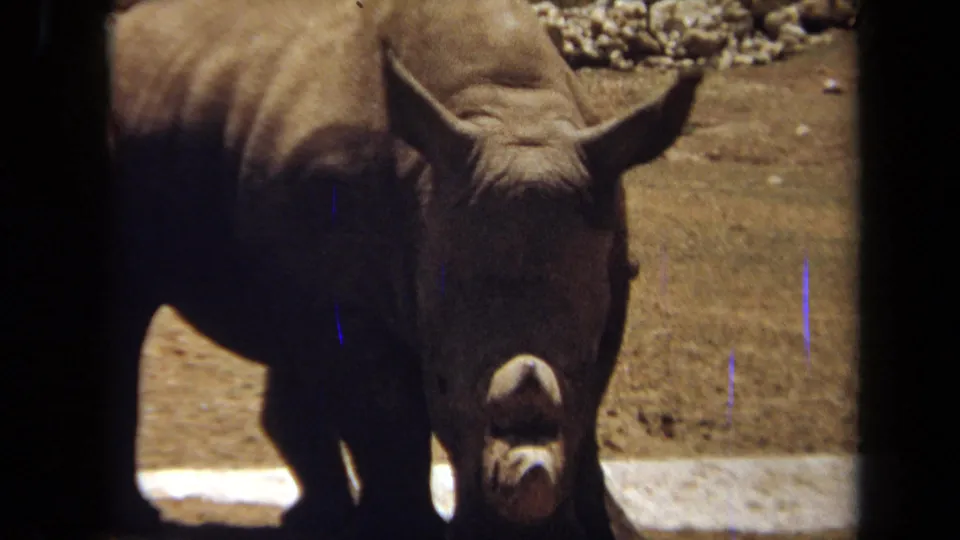 1971 8mm frame from Laguna Hills showing a rhinoceros facing the camera near shallow water and dusty ground.