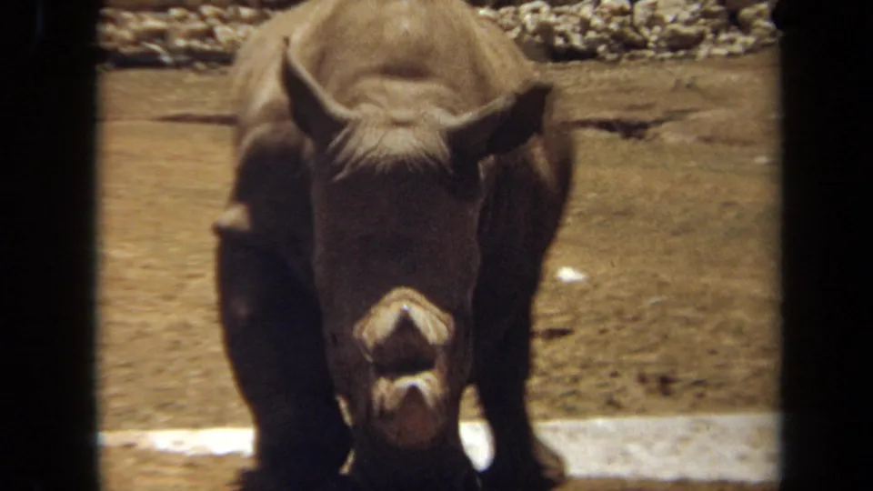 A 1971 Laguna Hills home-movie frame shows a rhinoceros front-on, partly shadowed, near a shallow water area.