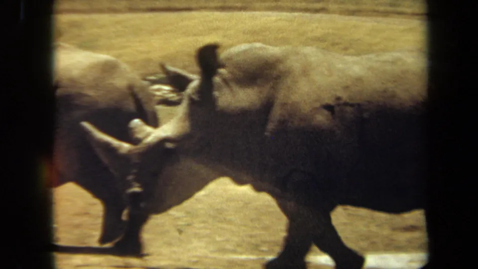 Side view of a rhinoceros walking across dusty ground in 1971 Laguna Hills 8mm home-movie footage.