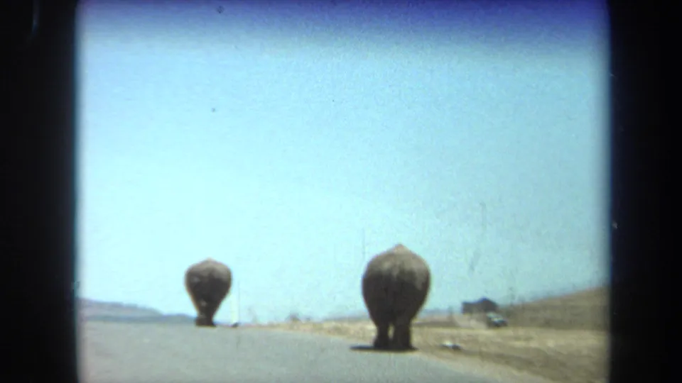 Two rhinos walk away down a paved road under a clear sky in the Laguna Hills 1971 home-movie clip.
