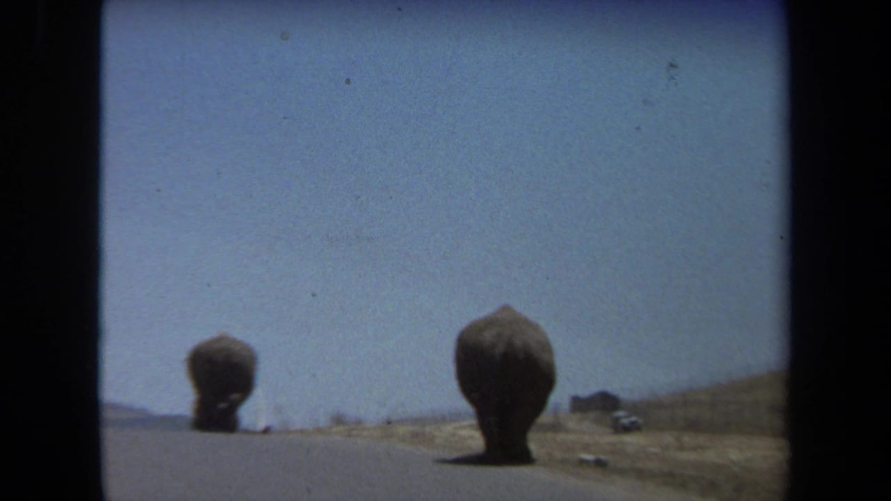 1971 Laguna Hills 8mm frame showing two elephants from behind on a sunlit road with dry ground at the roadside.