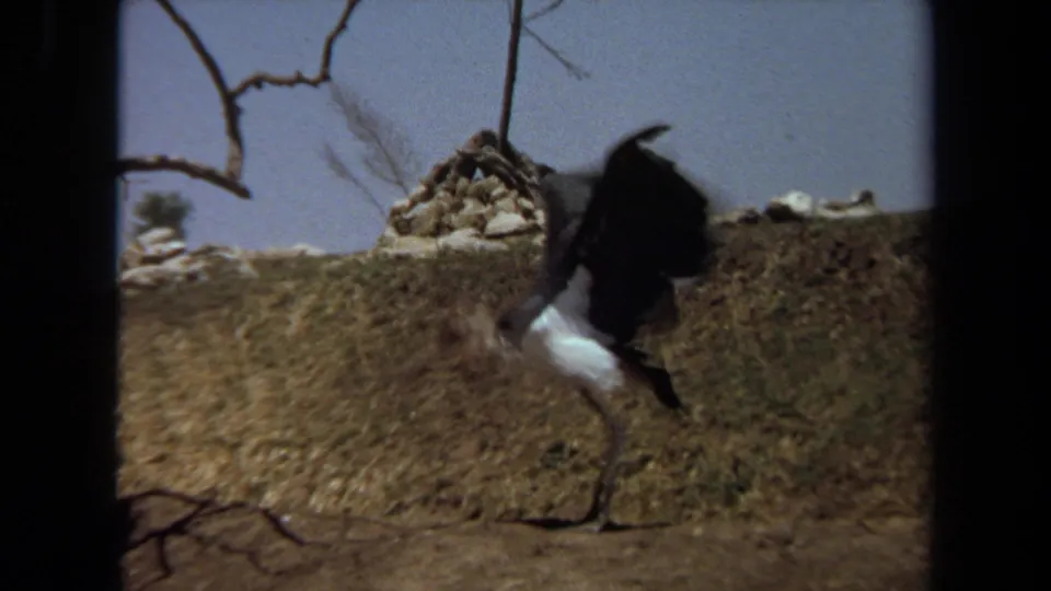 1971 Laguna Hills 8mm frame of a large black-and-white stork-like bird spreading its wings near dry earth and bare branches.