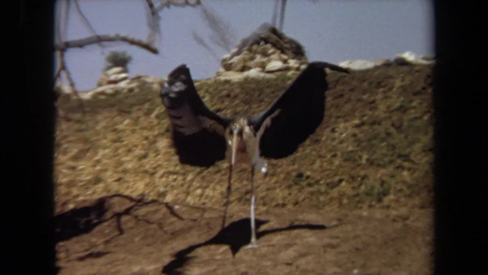 1971 Laguna Hills 8mm frame showing a black-and-white stork-like bird facing camera with wings extended on dry ground.