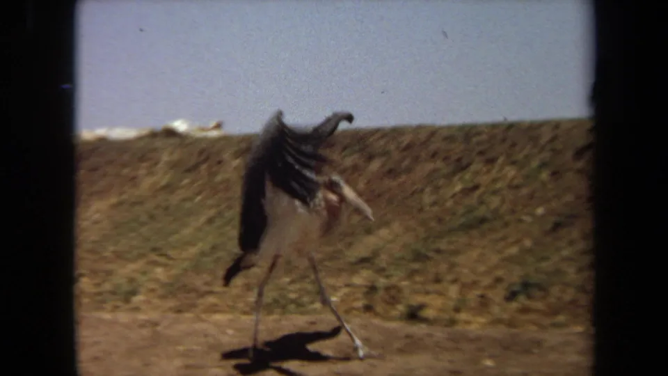 1971 Laguna Hills 8mm frame of a black-and-white stork-like bird stepping across dusty terrain with wings lifted.