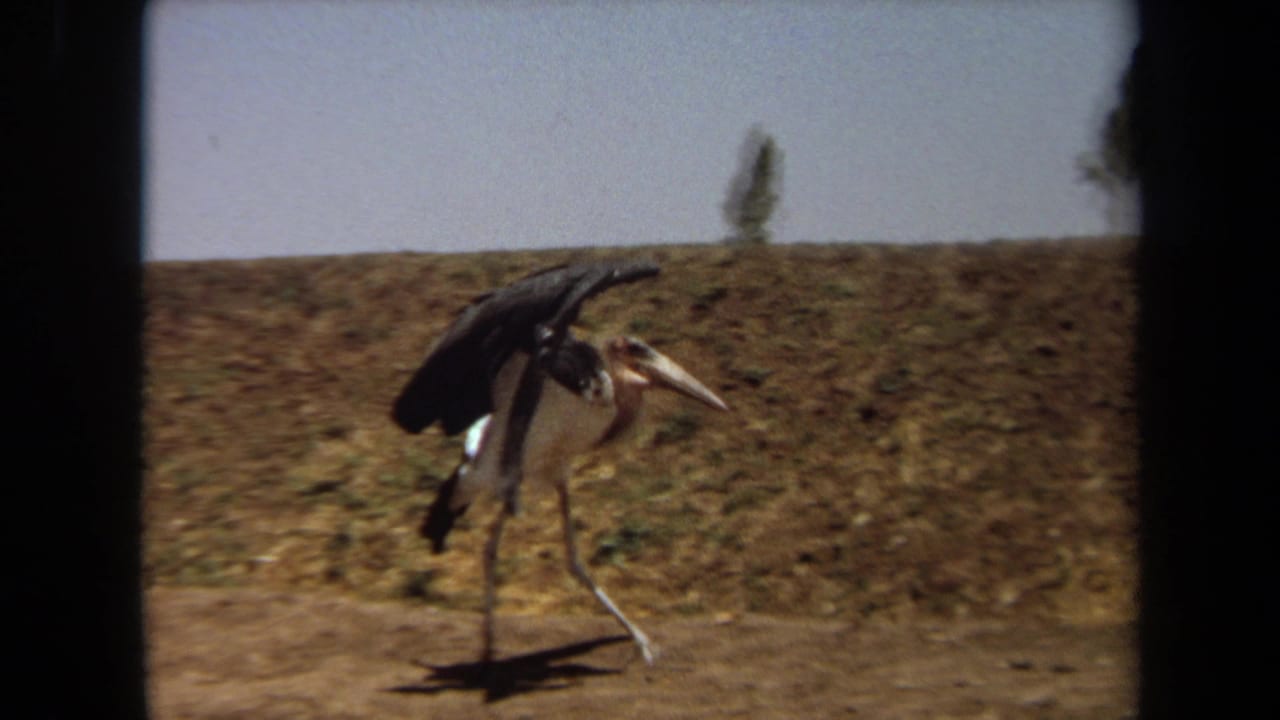 In 1971 Laguna Hills footage, a large stork-like bird walks along a dry dirt path with one wing raised against grassy mounds.