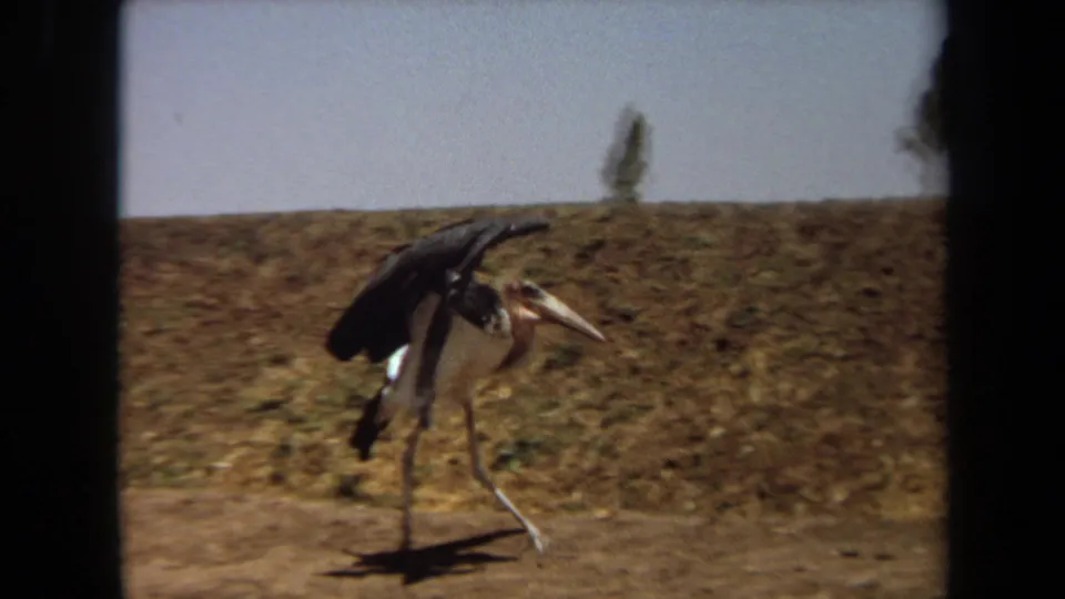 In 1971 Laguna Hills footage, a large stork-like bird walks along a dry dirt path with one wing raised against grassy mounds.