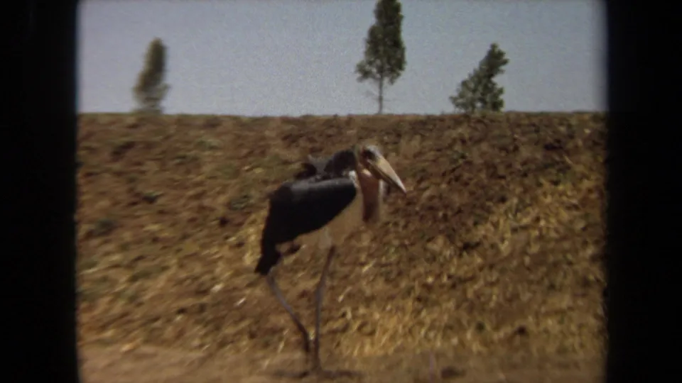 The bird stands in profile on dry ground in Laguna Hills, with dark folded wings, long legs, and sparse trees behind it.