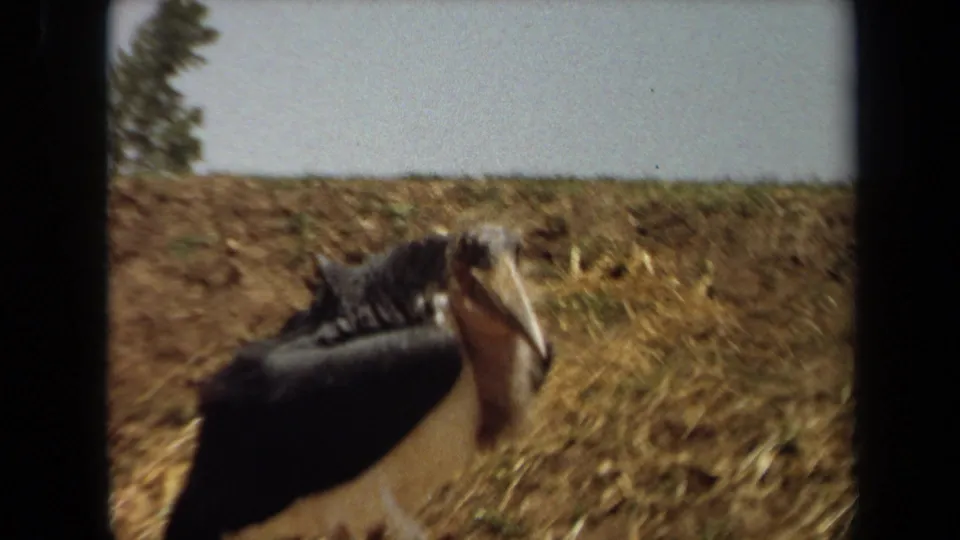 A closer handheld frame shows the stork-like bird’s head, long beak, dark wing, and pale body beside dry grass in the 1971 clip.