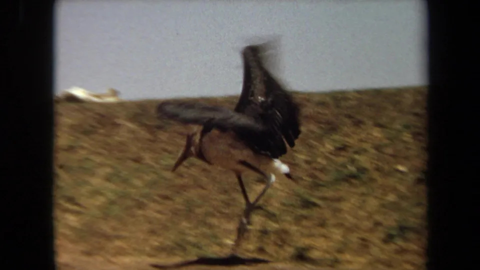The bird strides along the dry path with wings raised, captured with motion blur and handheld framing in the Laguna Hills home-movie footage.