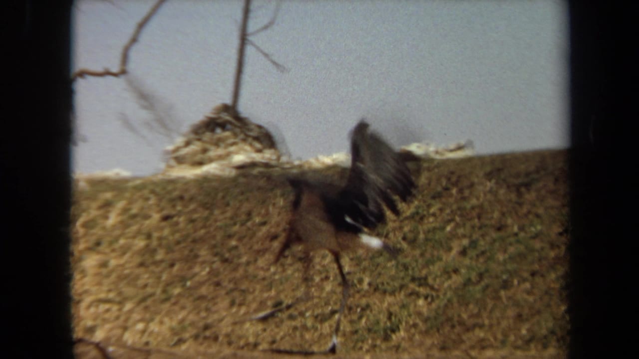 A large long-legged bird walks across a dry Laguna Hills hillside in 1971 8mm footage, with a raised wing and bare branches above.