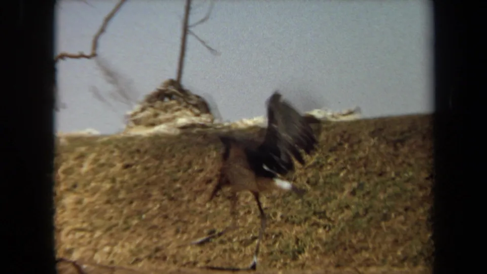 A large long-legged bird walks across a dry Laguna Hills hillside in 1971 8mm footage, with a raised wing and bare branches above.