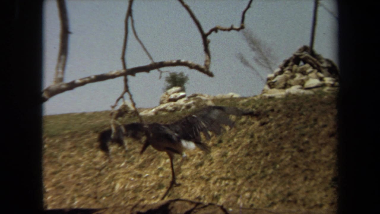 Long-legged bird crossing a grassy slope with wings partly spread under bare branches.