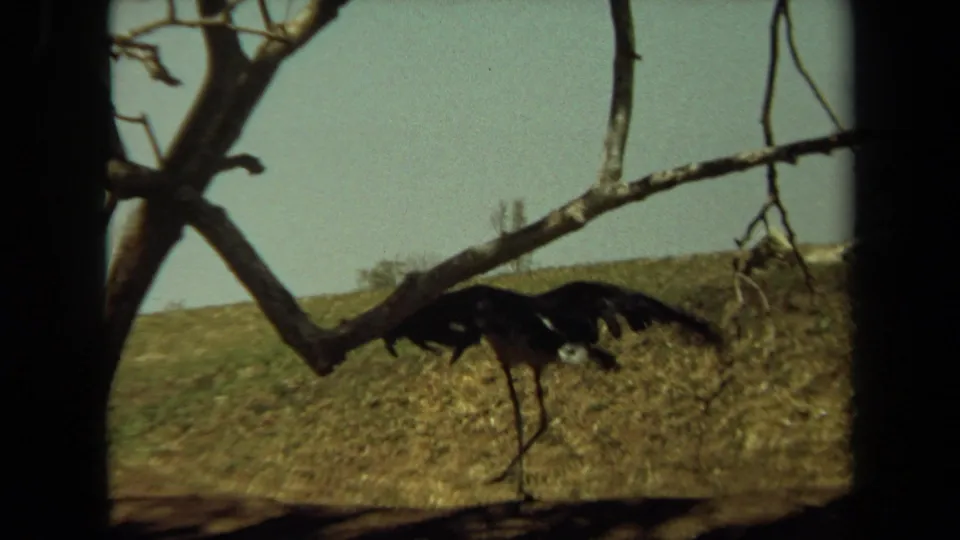 A dark long-legged bird walks below bare limbs on a dry Laguna Hills slope, its wing extended in the 1971 home-movie frame.