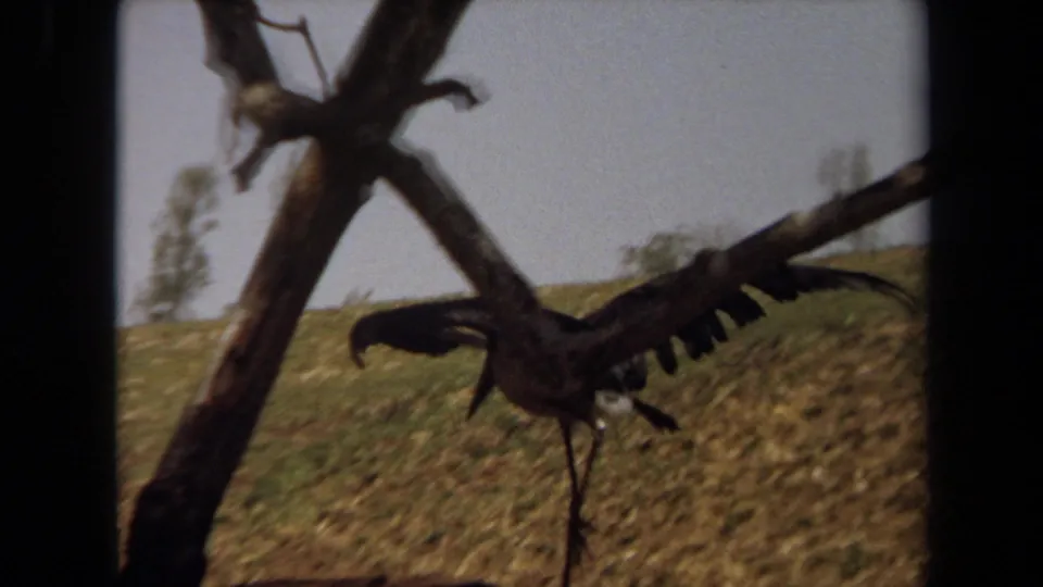 The bird is partly obscured by a tree trunk as it moves across the dry Laguna Hills hillside with its wings spread.