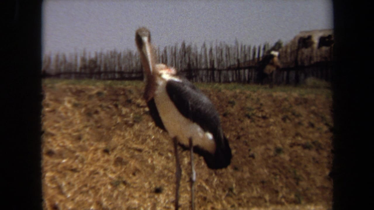 Large black-and-white bird standing in a dry field near a wooden fence.