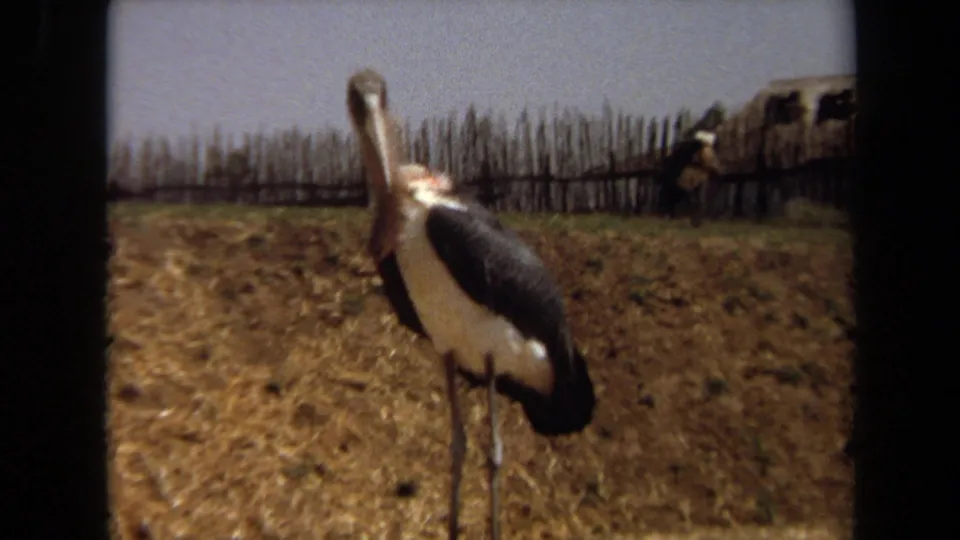 A large stork-like bird stands in a dry rural field in 1971 Laguna Hills, framed by dark viewfinder edges.