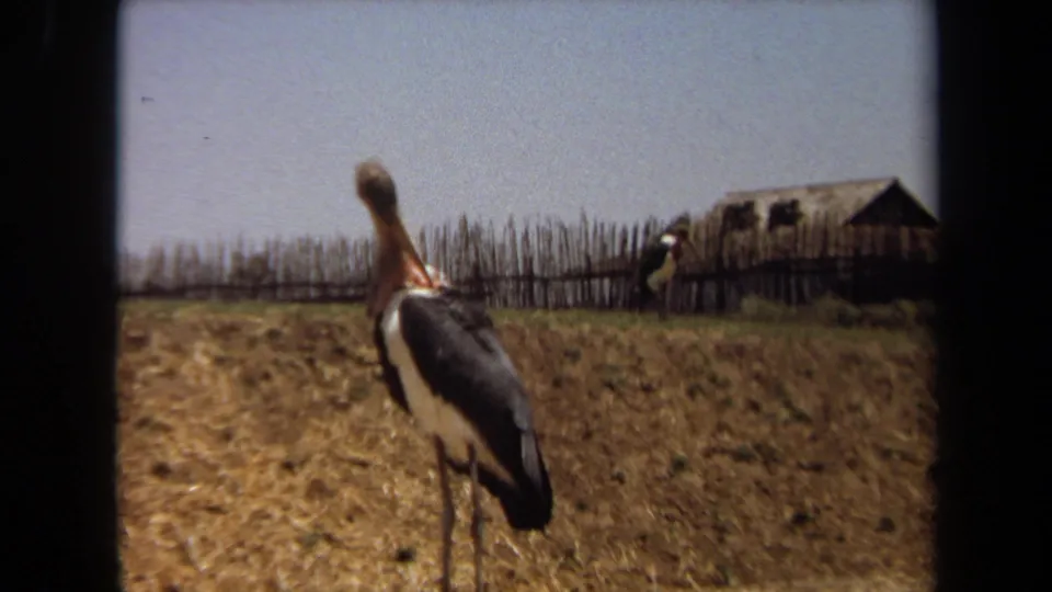 The bird turns away from the camera in the Laguna Hills field, with fence posts and a simple rural structure in the background.