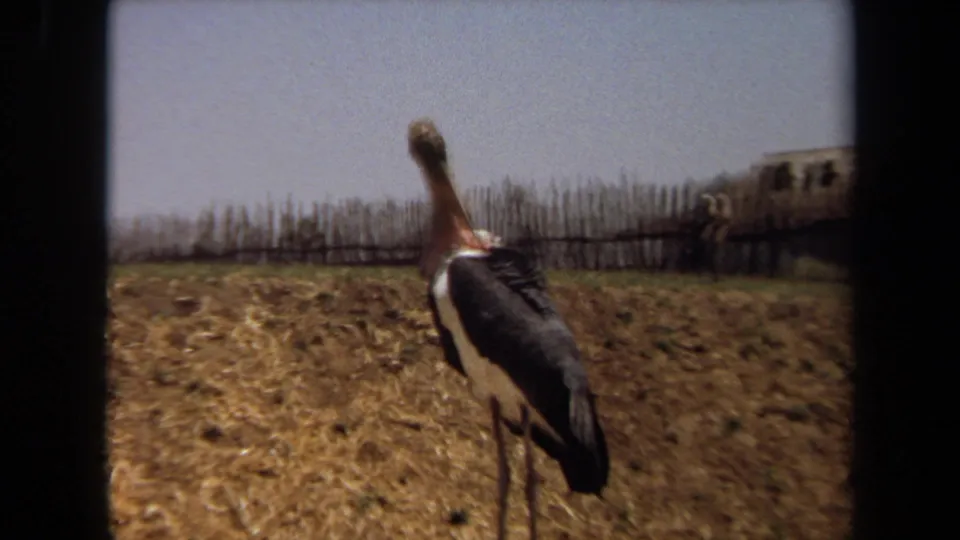 A rear view of the large bird in the 1971 Laguna Hills home movie, standing on dry ground with fencing behind it.